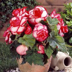 Bgonia Double 'Bouton de rose'